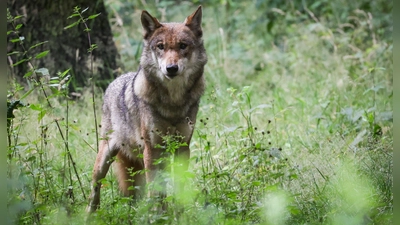 In der Hohen Rhön ist ein Wolf abgeschossen worden. (Symbolbild) (Foto: Christian Charisius/dpa)