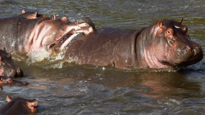 Normalerweise wirken Nilpferde wie diese in Kenia eher rundlich. (Archivbild) (Foto: picture alliance / dpa)