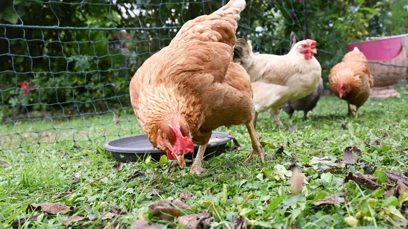 Kurioser Diebstahl: Unbekannte Täter entwendeten auf einem Bauernhof bei Hof Hühner. (Symbolbild) (Foto: Bernd Weißbrod/dpa)