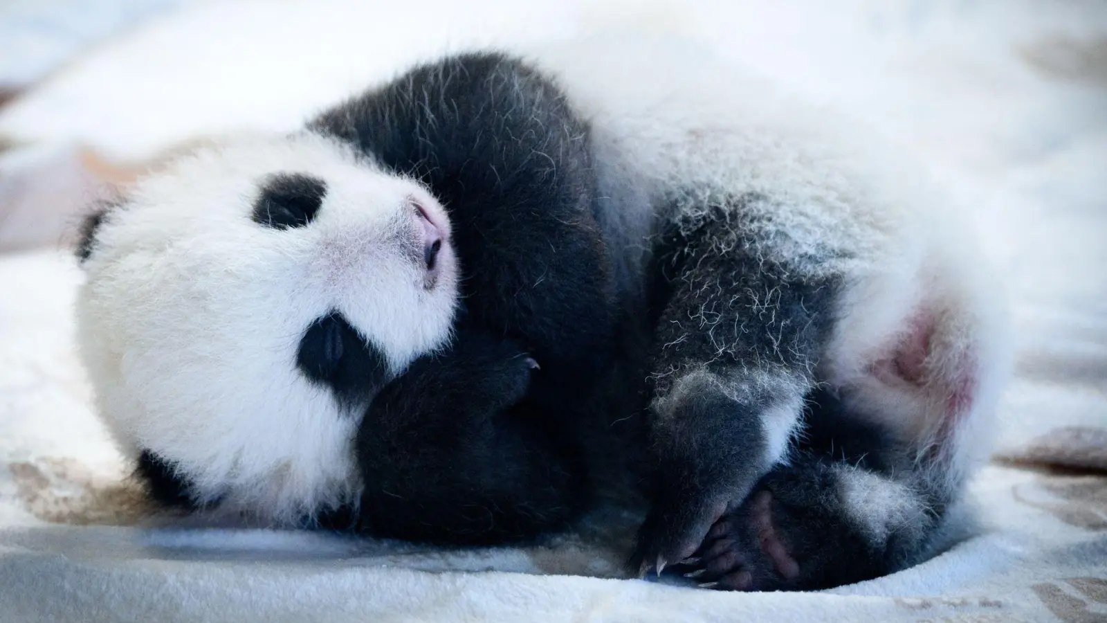 Knapp zwei Monate sind die Panda-Babys alt - und mittlerweile können sie auch die Augen öffnen. (Archivbild) (Foto: Bernd von Jutrczenka/dpa)