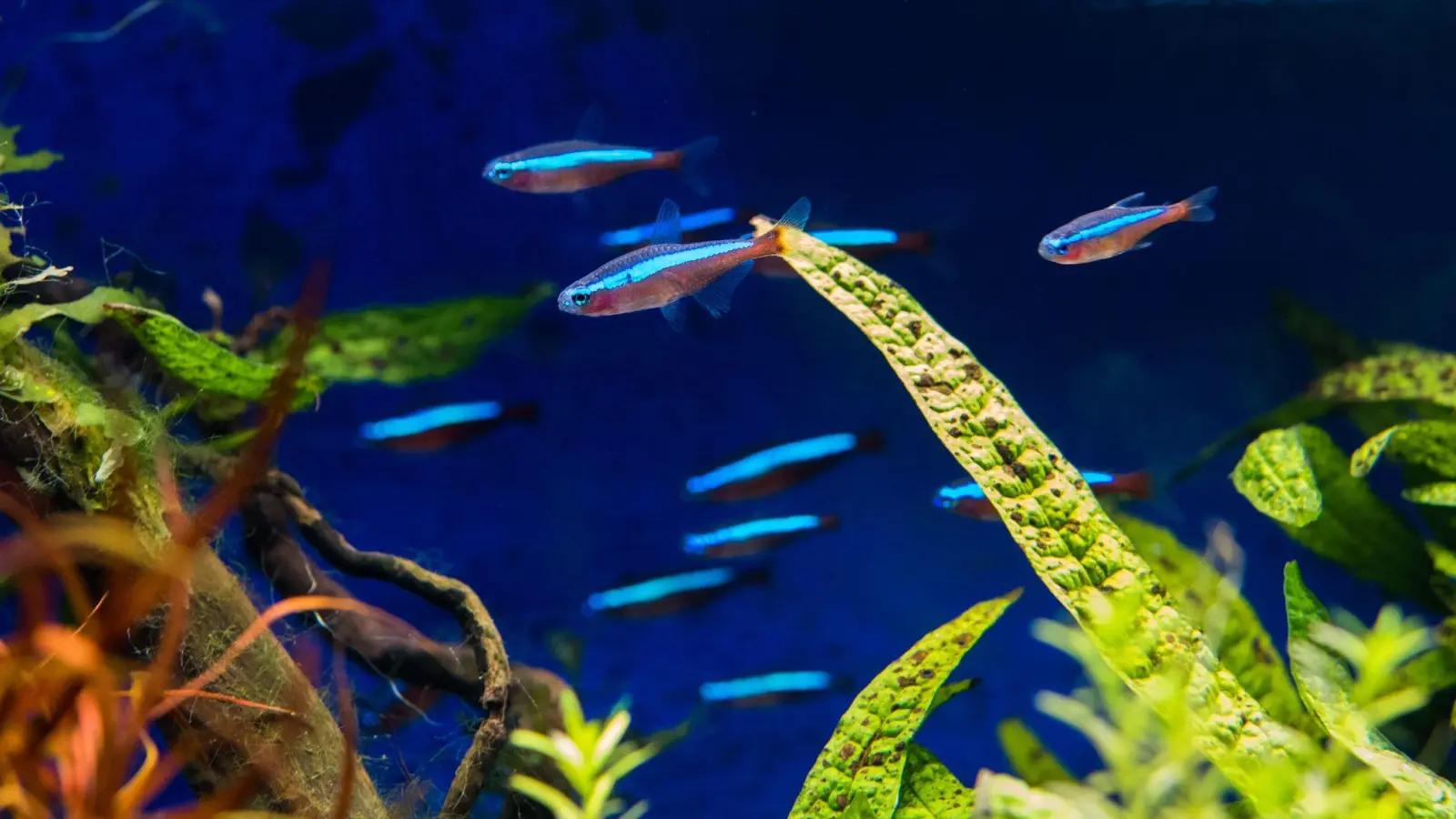 Kleine Fische im kleinen Becken - das muss doch gehen? Nein, sogenannte Nanoaquarien sind in der Regel kein artgerechtes Zuhause für sie. (Foto: Andrea Warnecke/dpa-tmn)