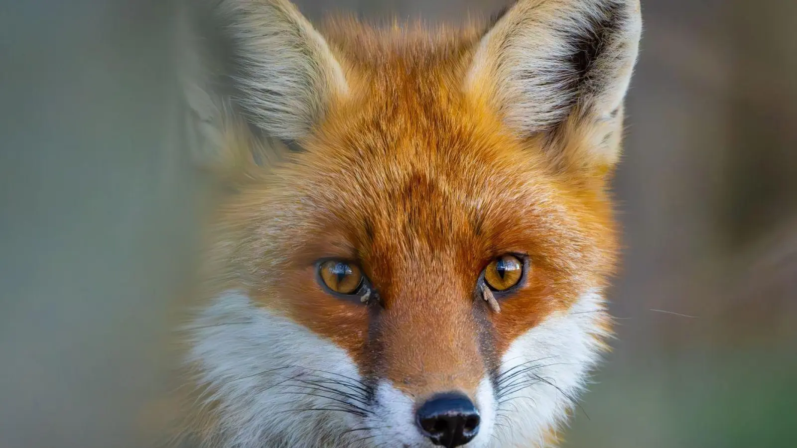 Ein Rotfuchs (Vulpes vulpes) schleicht durch einen Wald. (Foto: Patrick Pleul/dpa/Symbolbild)