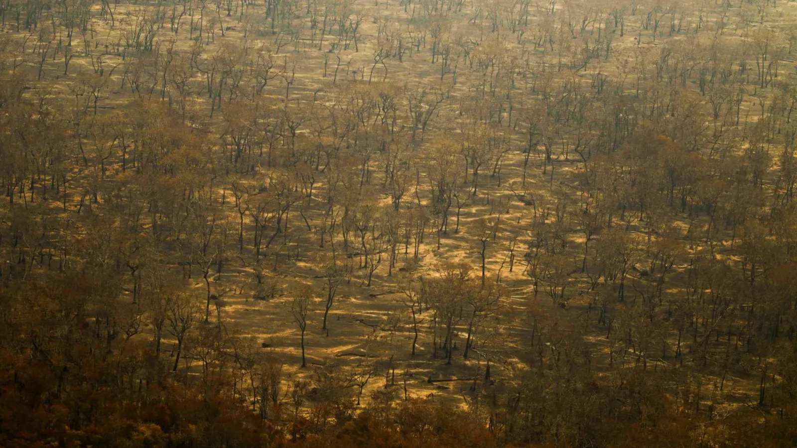 Verbrannte Bäume im Pantanal. (Foto: Joédson Alves/Agencia Brazil/dpa)