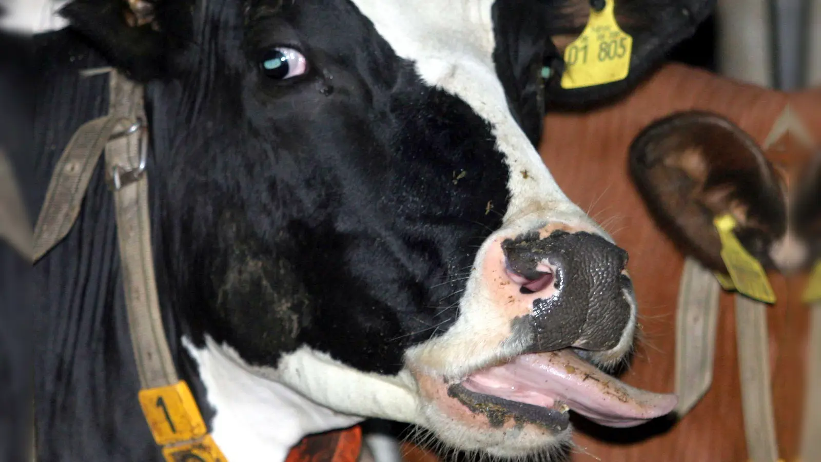 Auch im Landkreis Neustadt/Aisch-Bad Windsheim ist nun die Blauzungenkrankheit nachgewiesen worden. Das Virus wurde bei einem Rind festgestellt. (Symbolbild: Ralf Roeger/dpa)