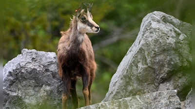 Gämsen sind ein Symboltier der Alpen. (Archivfoto) (Foto: Angelika Warmuth/dpa)