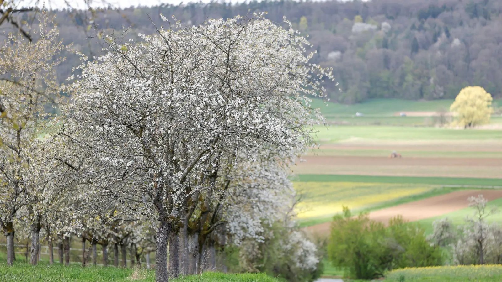 Kirschblüte in der Fränkischen Schweiz bei Kirchehrenbach, Landkreis Forchheim. (Foto: Daniel Löb/dpa)