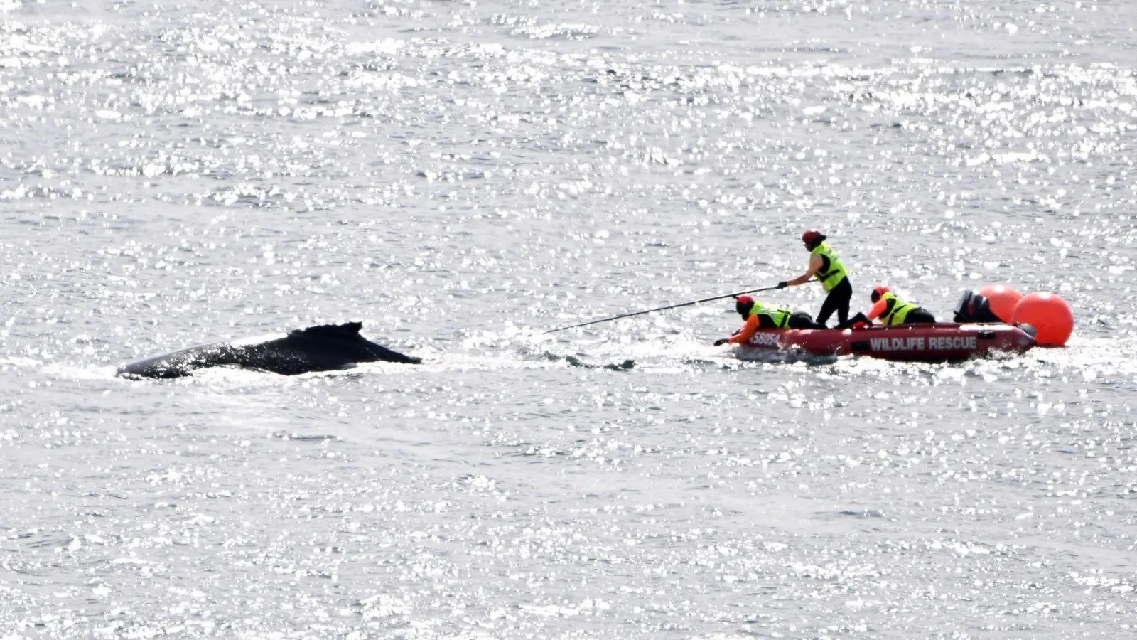 Die Rettungskräfte in Aktion: Im Hafen von Sydney konnte ein in Seilen und Bojen verhedderter Buckelwal befreit werden. (Foto: Dan Himbrechts/AAP Image/AP)