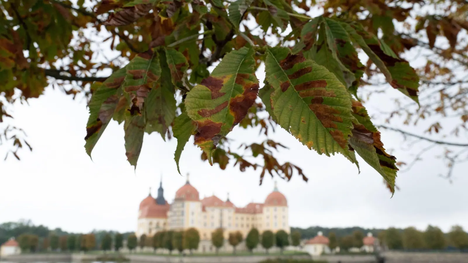 Herbst am Schloss Moritzburg nahe Dresden. (Foto: Sebastian Kahnert/dpa)