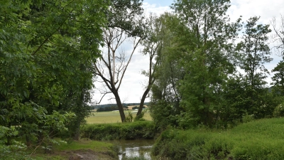 Ein Blick auf die Aisch beim Gerhardshofener Ortsteil Forst. Jenseits des Flusses ist eine extensive Beweidung angedacht.  (Foto: Anita Dlugoß)