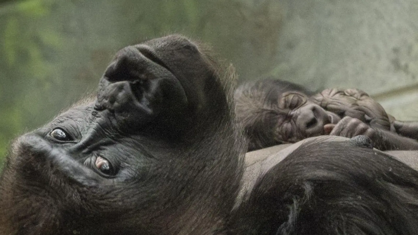 Die Westliche Flachlandgorilla-Dame Mjukuu kuschelt mit ihrem Baby. (Foto: Zsl/PA Media/dpa)