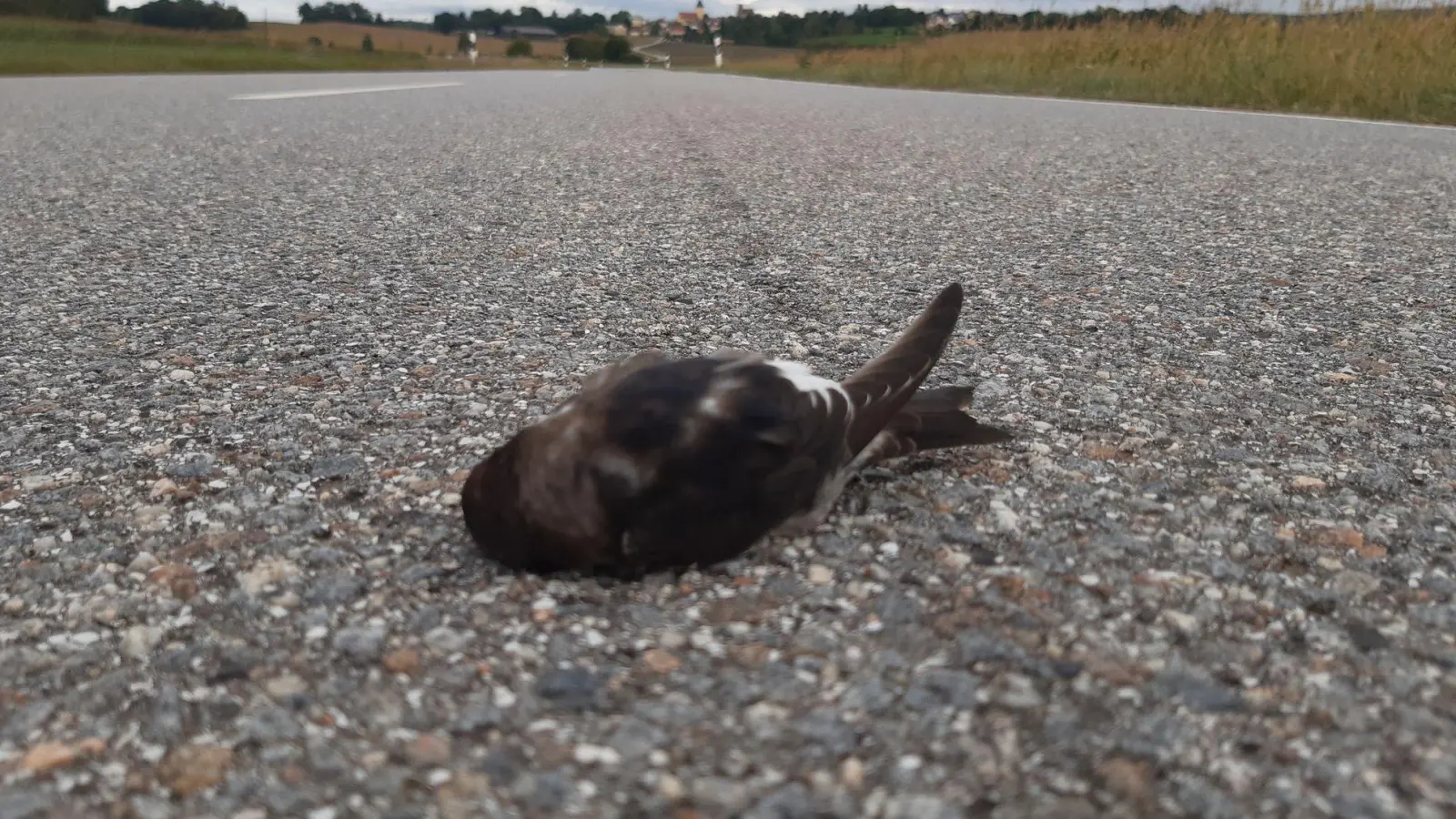 Meldungen über tote und erschöpfte Mehlschwalben haben Vogelschützer aus mehreren Regionen Bayerns erreicht, unter anderem aus dem Landkreis Regensburg. (Foto: Ferdinand Baer/LBV/dpa)