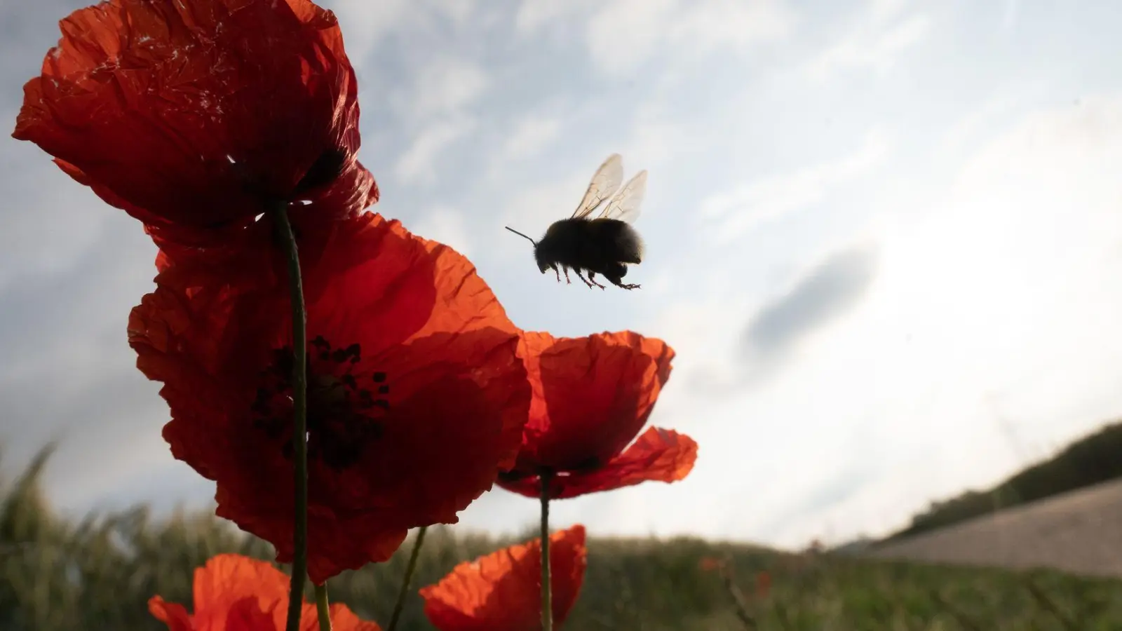 Die Vielfalt der Insekten ist stark gesunken (Symbolbild). (Foto: Sebastian Gollnow/dpa)