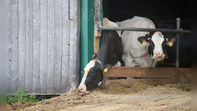 Ein politisch unabhängiger Tierschutzbeauftragter würde aus Sicht der Grünen helfen, das Leben für Tiere in Bayern zu verbessern. (Symboldbild) (Foto: Karl-Josef Hildenbrand/dpa)