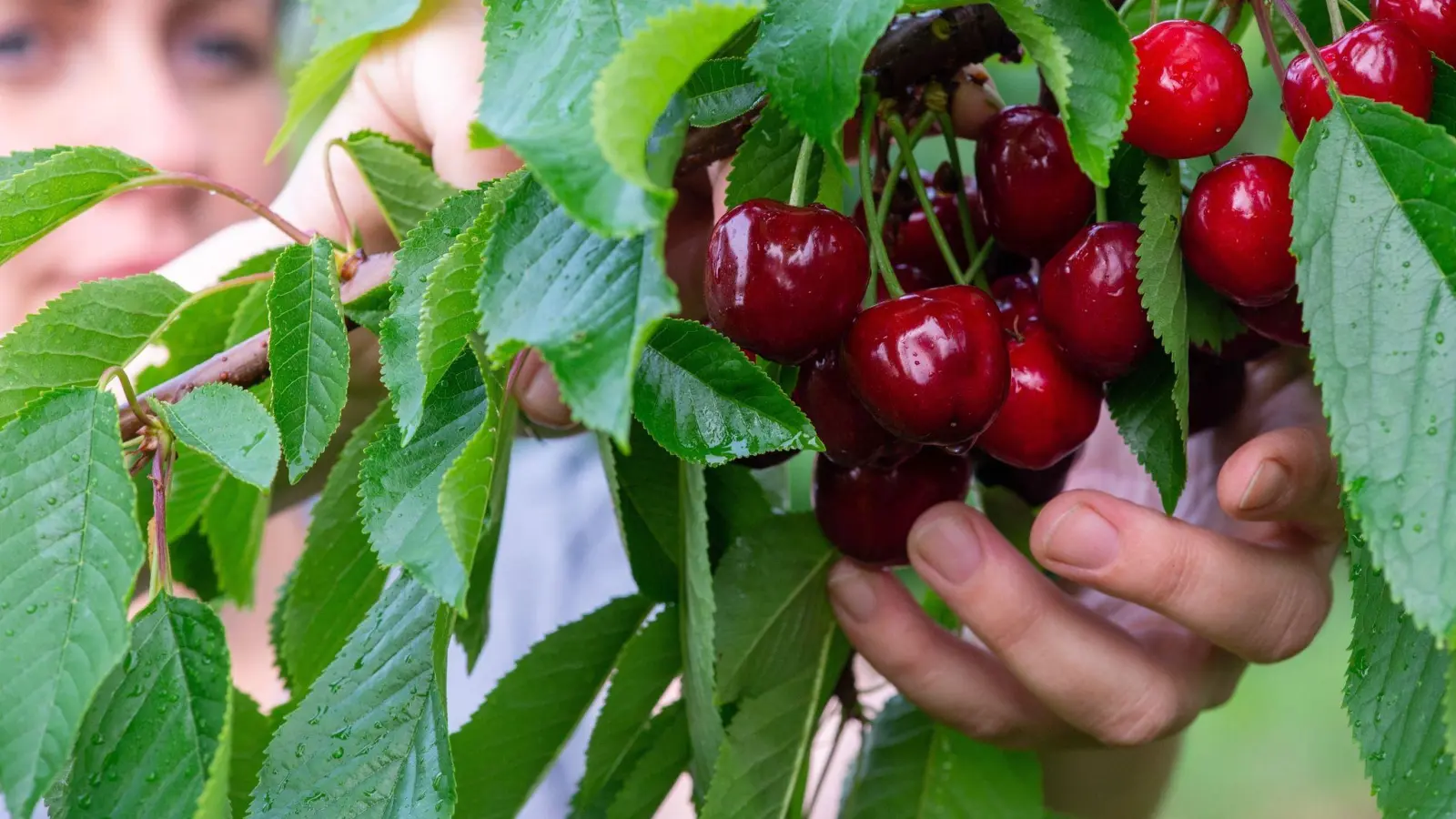 Wer die Kirschen aus dem Garten vor Maden schützen möchte, kann mit feinmaschigen Netzen und gelben Klebefallen arbeiten. Oder gleich zu einer früheren Sorte greifen. (Foto: Klaus-Dietmar Gabbert/dpa-tmn)