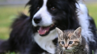 Extreme Züchtungen von Hunden und Katzen sollen in der EU gestoppt werden. (Foto: Patrick Pleul/dpa)