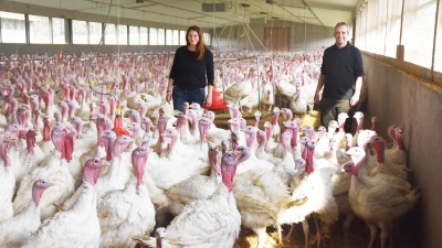 Die Haltung von Geflügel ist mit Herausforderungen verbunden. Die Nachfrage nach Pute und Huhn als Alternativen zu Rind- und Schweinefleisch mit den Folgen in der Massentierhaltung zeigen Risikofaktoren für Infektionen. (Foto: Silvia Schäfer)