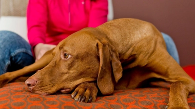 Allergien oder Unverträglichkeiten bei Hunden zeigen sich oft durch Verdauungsprobleme, Juckreiz oder Verhaltensänderungen.  (Foto: Monique Wüstenhagen/dpa-tmn)