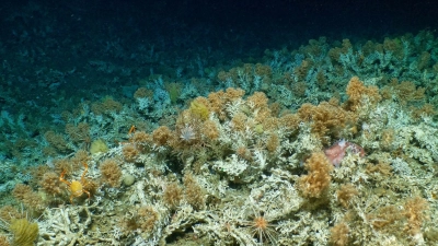 Das neu entdeckte, weitgehend unberührte Korallenriff vor Galápagos-Inseln. (Foto: HOV Alvin/WHOI MISO Facility/Woods Hole Oceanographic Institution/dpa)