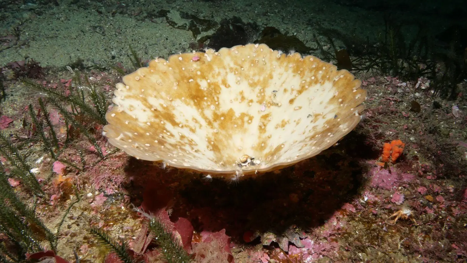 Dieser Meeresschwamm ist teilweise ausgebleicht. Das kann zum Absterben führen. (Foto: James Bell/Te Herenga Waka - Victory University of Wellington/dpa)