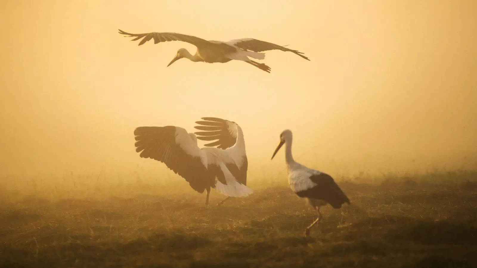 Morgennebel liegt kurz nach Sonnenaufgang über einer Wiese, auf der sich einige Störche versammelt haben: Bringen zu viele der Vögel wirklich das Ökosystem durcheinander? (Foto: Thomas Warnack/dpa)