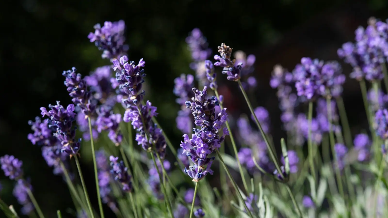 Lavendel (Lavendula) mag einen sonnigen Standort und gedeiht auch gut auf sandigen Böden. (Foto: Andrea Warnecke/dpa-tmn)