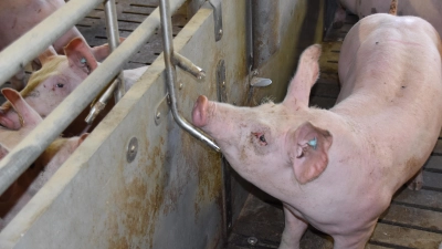 Ausreichend Trinkwasser ist ein wichtiges Kriterium für das Tierwohl. In einem Stall im südlichen Landkreis aber waren drei Viertel der Tränkenippel außer Betrieb, als das Veterinäramt zur Kontrolle kam. Die Mastschweine litten Durst – und nicht nur das. (Archivfoto: Silvia Schäfer)