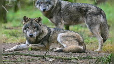 In der Rhön wächst der Unmut der Weidetierhalter über den Umgang mit dem Wolf. (Symbolbild) (Foto: Patrick Pleul/dpa)