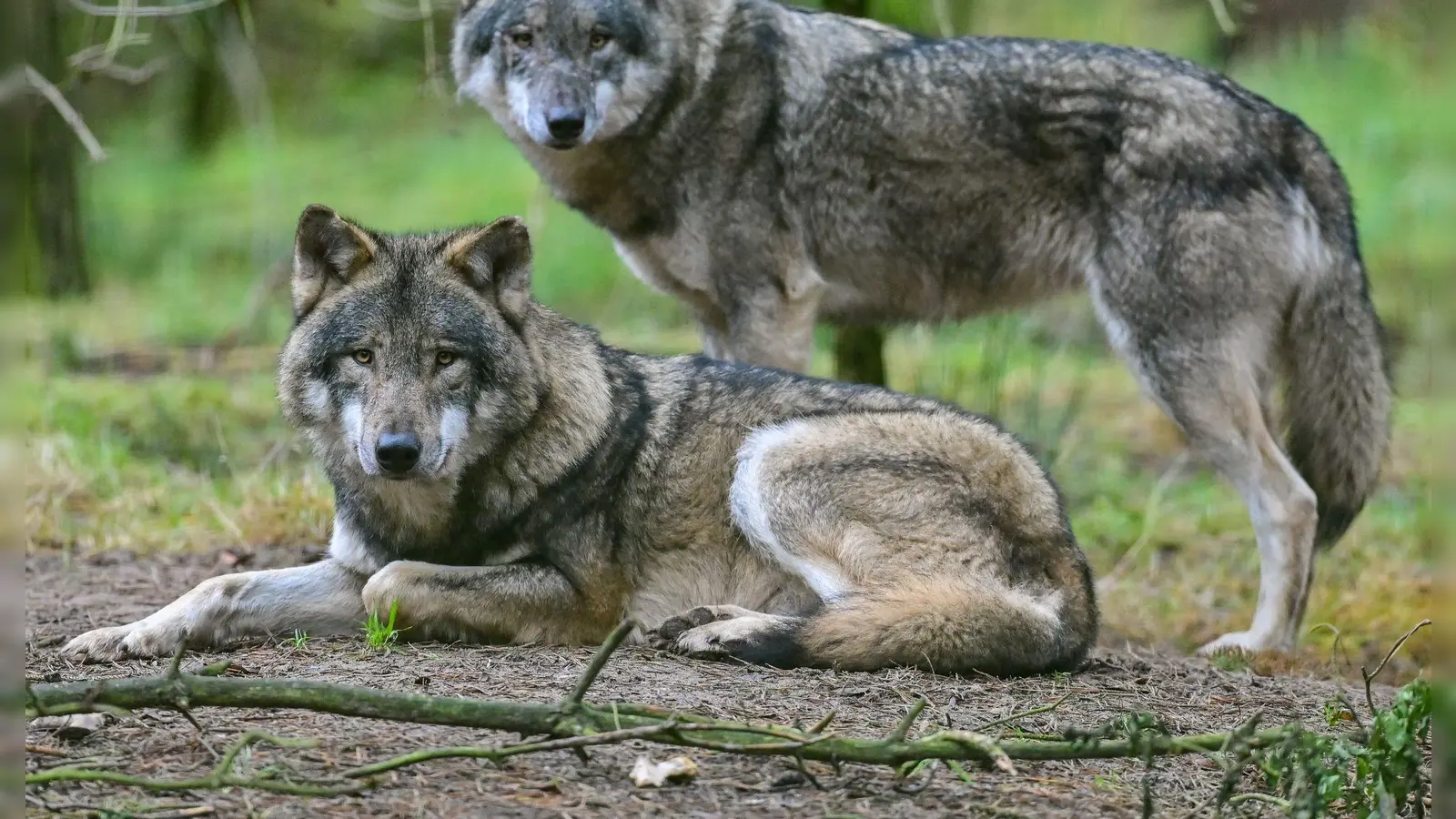 In der Rhön wächst der Unmut der Weidetierhalter über den Umgang mit dem Wolf. (Symbolbild) (Foto: Patrick Pleul/dpa)