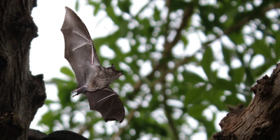 Fledermäuse sind Tiere mit Superkräften - und kommen auch in der Region in verschiedenen Arten vor. (Foto: Philipp Jorde/Sina-Maria Klischat/Laura Morais)