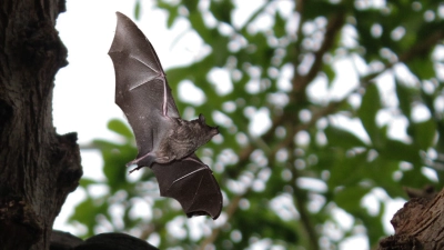 Fledermäuse sind Tiere mit Superkräften - und kommen auch in der Region in verschiedenen Arten vor. (Foto: Philipp Jorde/Sina-Maria Klischat/Laura Morais)