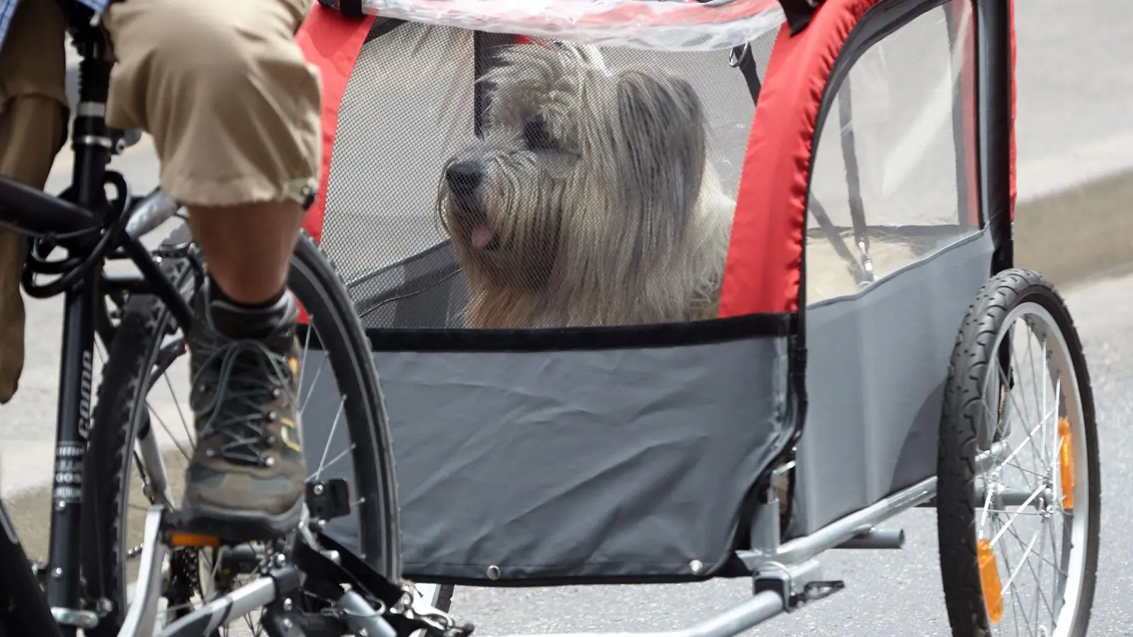 Ein bisschen Bewegung tut einem Hundesenior gut. Doch gerade bei Gelenkerkrankungen sollte man ihm lange Touren ersparen. Dann wäre der Fahrradanhänger eine Alternative. (Foto: Thomas Frey/dpa/dpa-tmn)