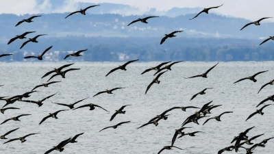 Ein bundesweites Management des Kormoran-Bestands wird es nicht geben. Die CDU/CSU-Fraktion scheiterte im Umweltausschuss des Bundestags mit einem Antrag, den als Fischjäger gefürchteten Vogel zu kontrollieren.  (Foto: Felix Kästle/dpa)