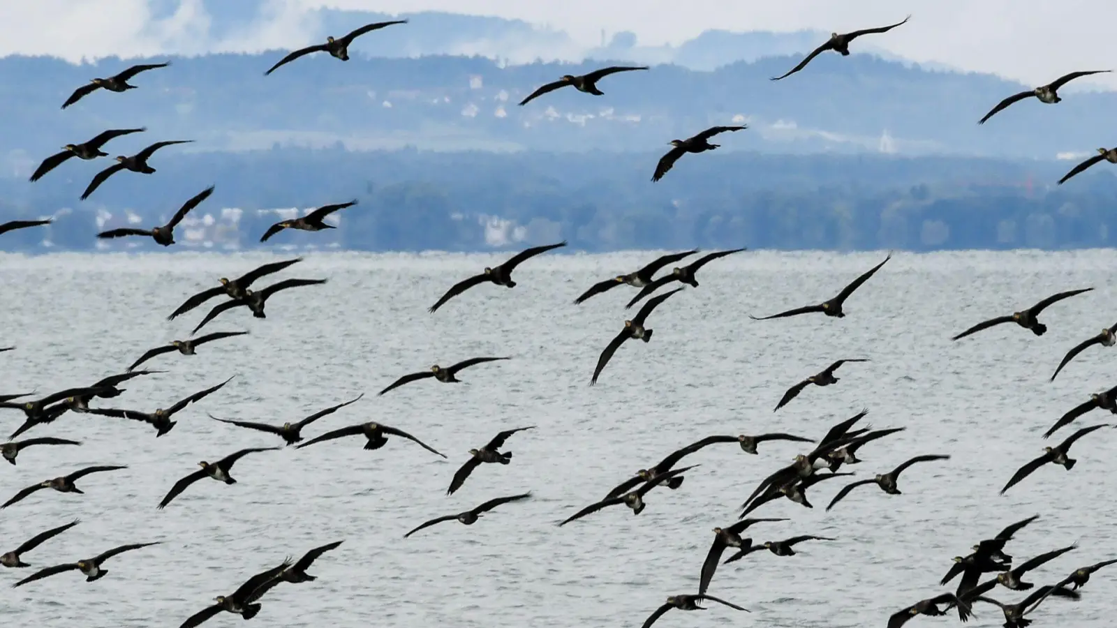 Ein bundesweites Management des Kormoran-Bestands wird es nicht geben. Die CDU/CSU-Fraktion scheiterte im Umweltausschuss des Bundestags mit einem Antrag, den als Fischjäger gefürchteten Vogel zu kontrollieren.  (Foto: Felix Kästle/dpa)