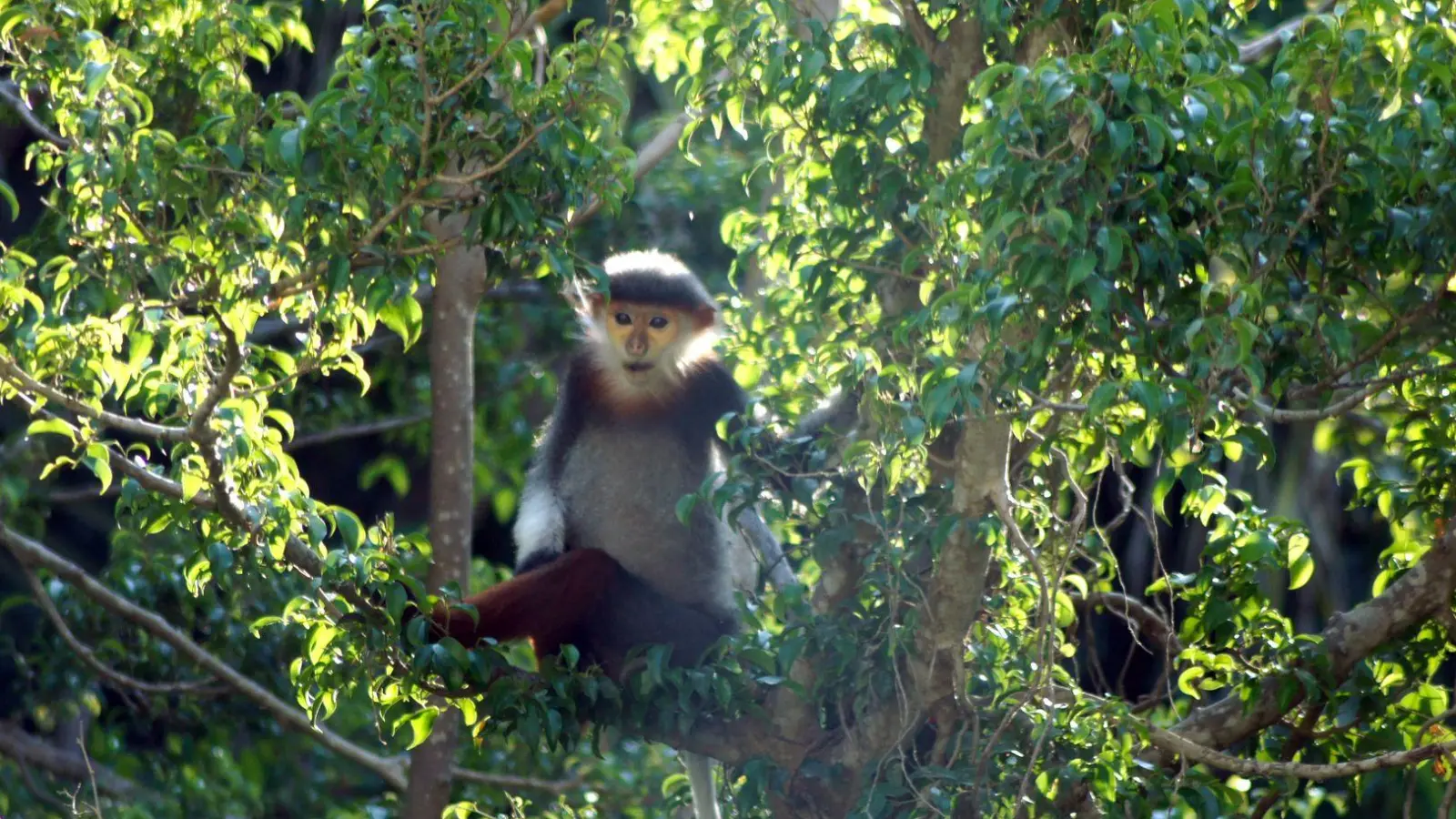 Rotschenklige Kleideraffen und andere ausgefallene Tierarten werden in Laos ab sofort besser geschützt. (Archivbild) (Foto: Carola Frentzen/dpa)