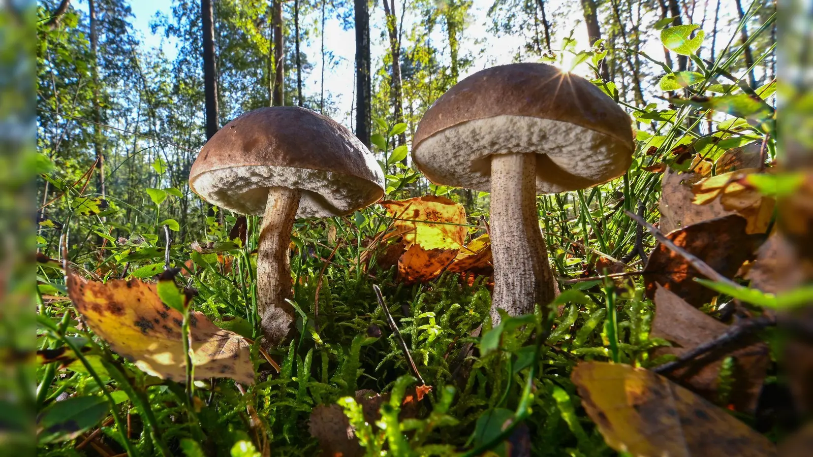 Viele Waldpilze lassen sich nicht künstlich aufziehen, einige Pilzsorten kann man aber durchaus im Haus oder Garten anzüchten. (Foto: Patrick Pleul/dpa/dpa-tmn)