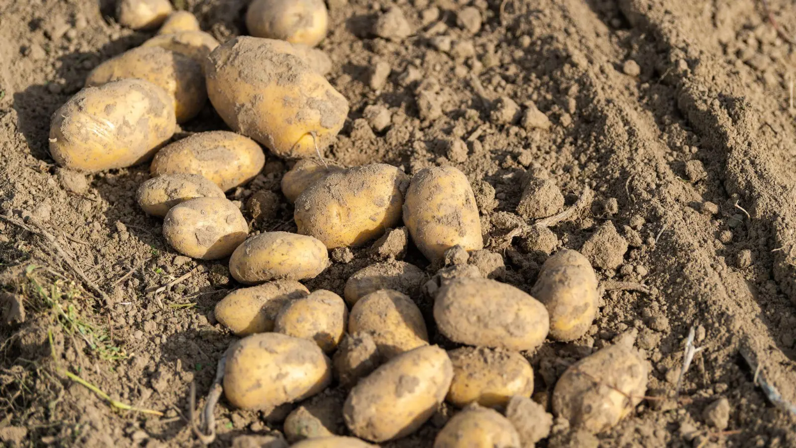 Verbraucher können laut Experten Ende September und Anfang Oktober besonders günstig Kartoffeln kaufen. (Foto: Philipp Schulze/dpa)