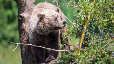 Ein Braunbär klettert im Gehege im Wildpark Poing auf einem Baum. Die angebliche Sichtung eines freilebenden Bären im Allgäu konnte nicht bestätigt werden. (Symbolbild) (Foto: Lino Mirgeler/dpa)