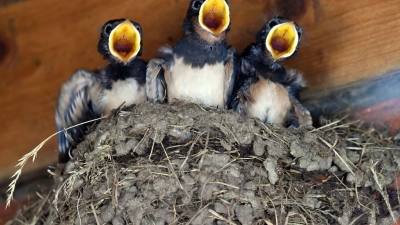 Knapper Lebensraum: Wenige Handgriffe genügen, um Schwalben beim Nestbau zu unterstützen. (Foto: Rainer Jensen/dpa/dpa-tmn)