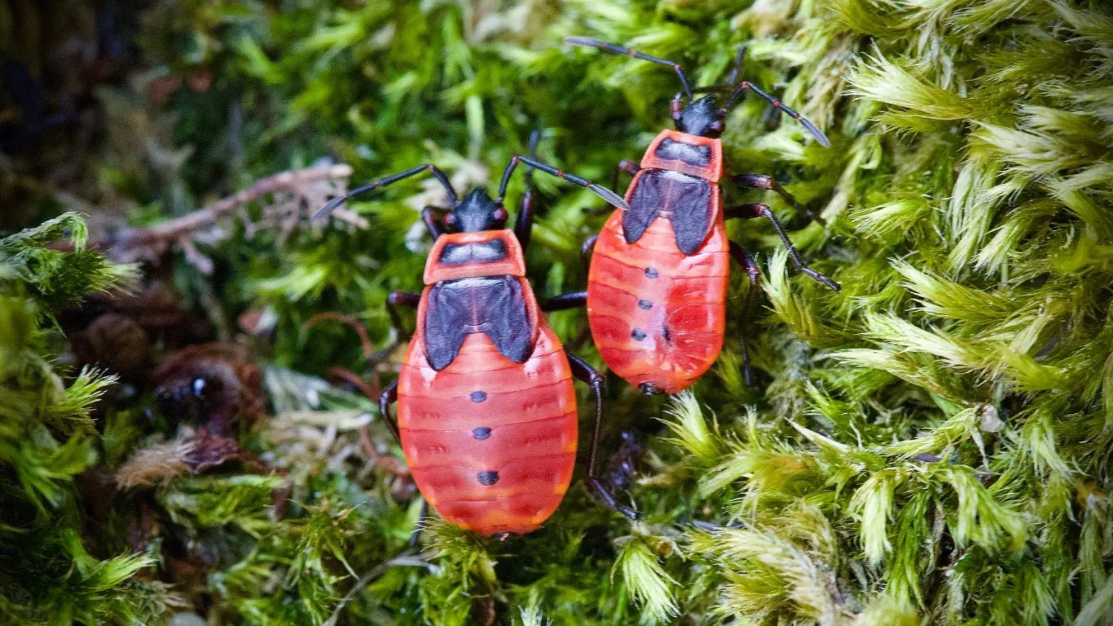 Die Feuerwanze lebt meist am Boden und ist ungefährlich. Die schwarz-roten Tiere treten zumeist in Gruppen auf und kündigen den Frühling an. (Foto: Soeren Stache/dpa-Zentralbild/dpa)