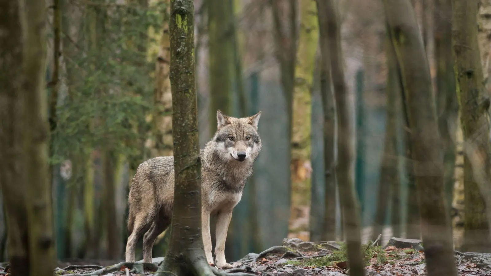 Ein Wolf steht in einem Tierpark in Sachsen-Anhalt in seinem Gehege. Die Ampel-Koalitionäre wollen das Zusammenleben von Weidetieren, Mensch und Wolf so gestalten, „dass trotz noch steigender Wolfspopulation möglichst wenige Konflikte auftreten“. (Foto: Klaus-Dietmar Gabbert/zb/dpa)