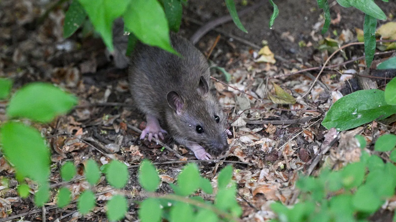 Viele Menschen haben Angst vor Ratten. (Archivbild) (Foto: Jens Kalaene/dpa)