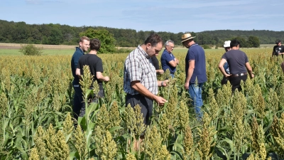 Forschungs- und Innovationsprojekt zur Landwirtschaft: Beim Feldtag begutachteten die Teilnehmer den Anbau von Körnerhirse unter regionalen Bedingungen als Alternative zum Fruchtmais. (Foto: Silvia Schäfer)