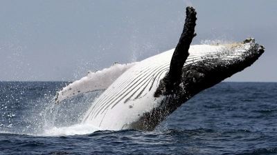 Ein Buckelwal springt vor der Küste aus dem Wasser: Die Tiere leiden unter den Folgen des Klimawandels. (Foto: Jose Jacome/epa efe/dpa)