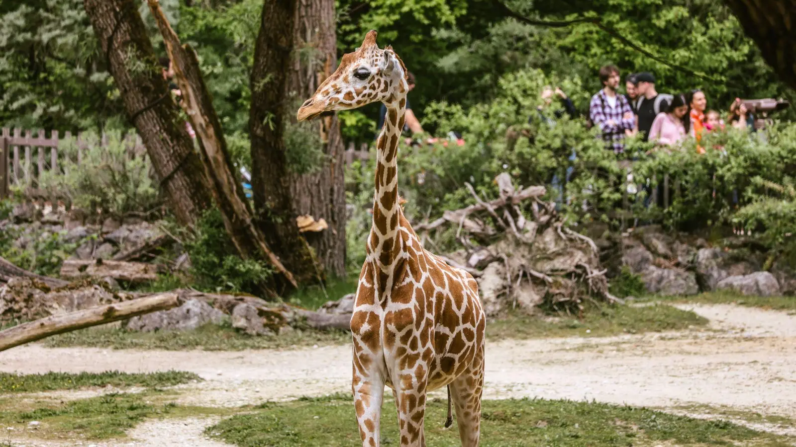 Netzgiraffe Taziyah lebte nach Angaben des Tierparks seit 2015 in München. (Archivbild) (Foto: Alina Siering/Tierpark Hellabrunn/dpa)