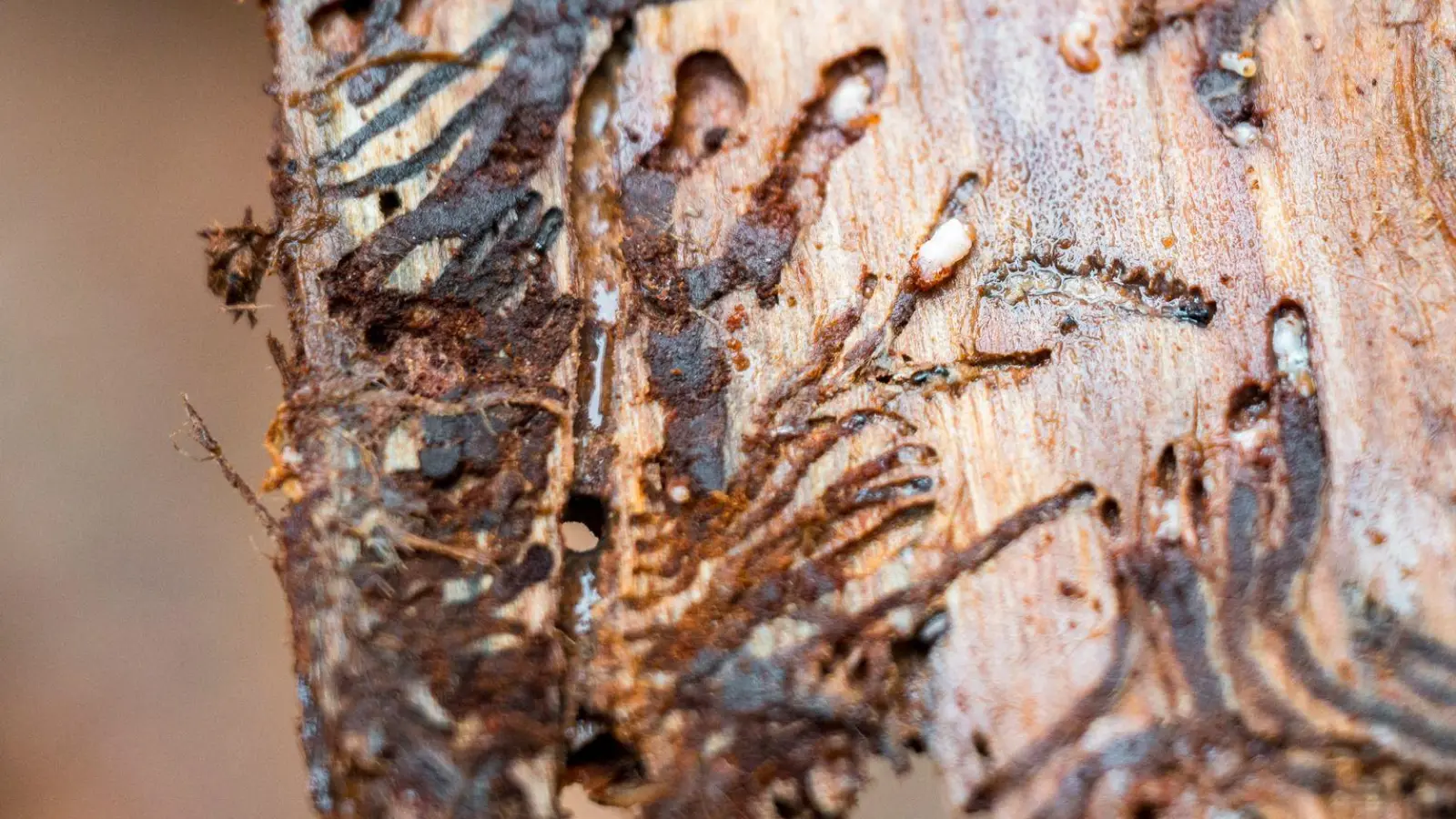 Die Innenseite dieser Fichtenrinde zeigt Spuren der Borkenkäferlarven. (Foto: Daniel Vogl/dpa)