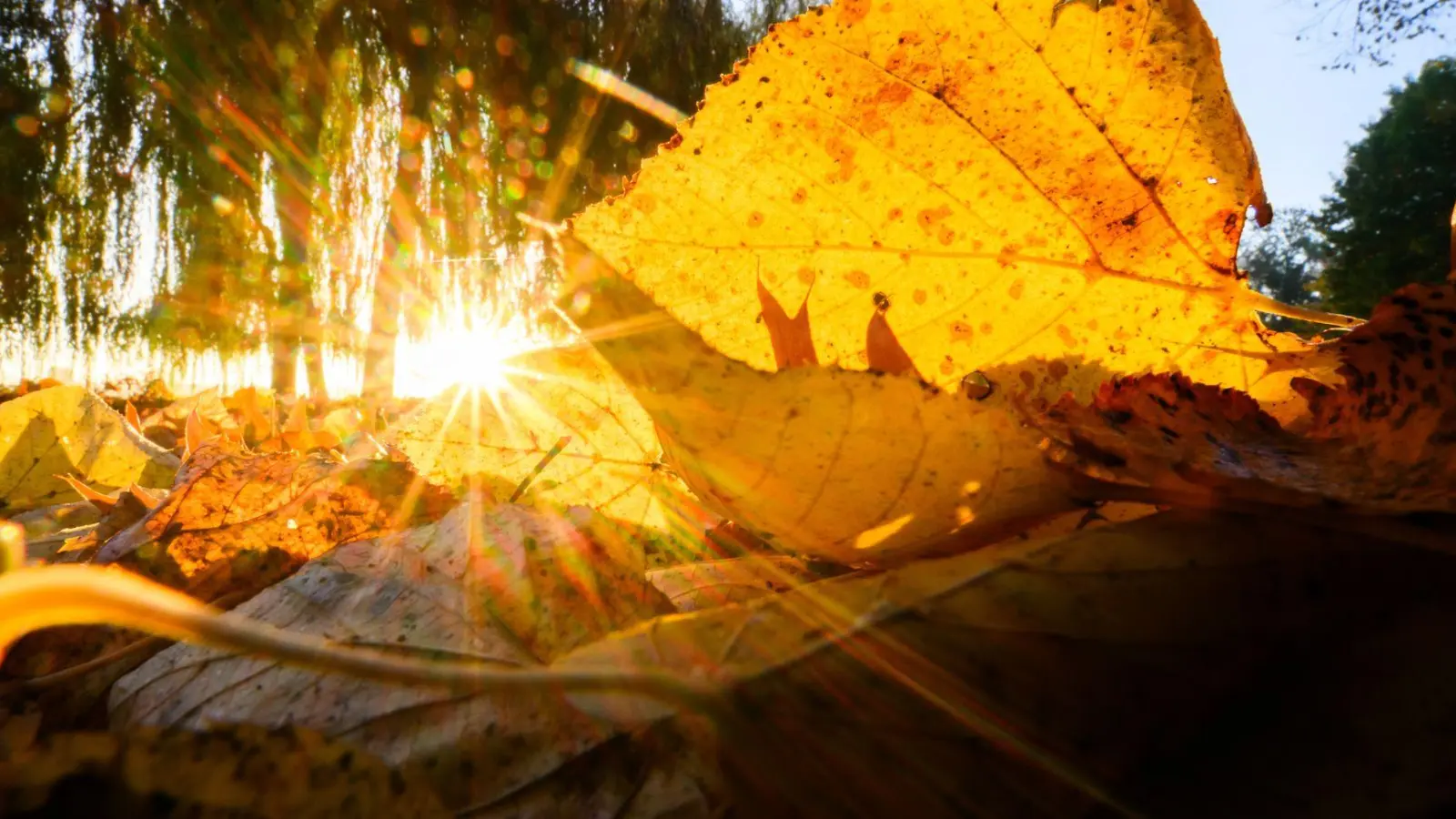 Herbstzeit: Die aufgehende Sonne taucht ein Blatt in goldenes Licht. (Foto: Julian Stratenschulte/dpa)