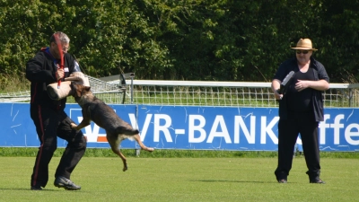 Attacke: Aus vollem Lauf springt Schäferhündin Debby von der Steinklamm ihren vermeintlichen Feind an und beißt in den Spezialhandschuh. (Foto: Johannes Zimmermann)