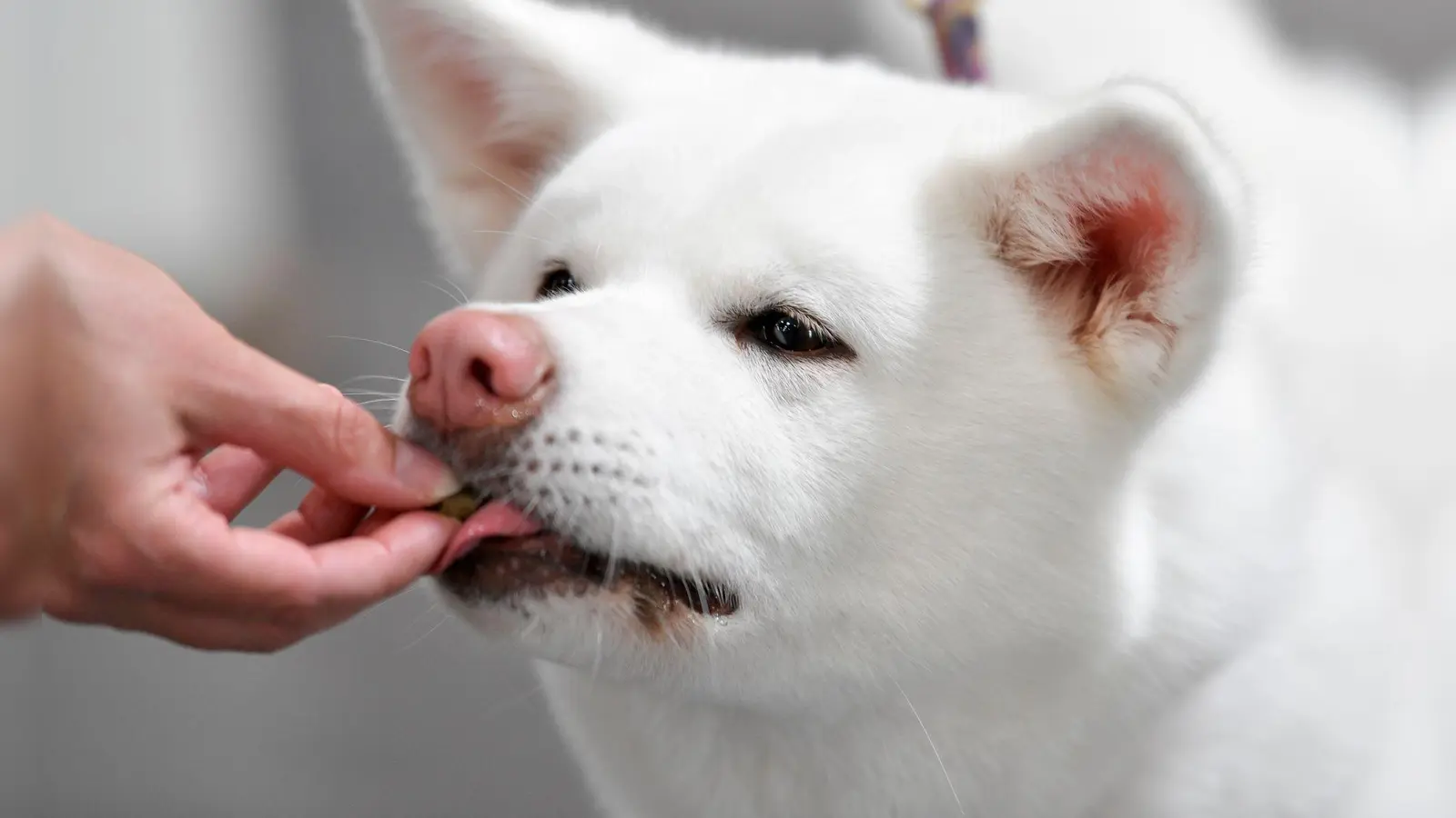 Stiftung Warentest hat 17 Hundesnacks getestet. Alle erhielten die Note „magelhaft“. (Foto: Kirsten Neumann/dpa-tmn)