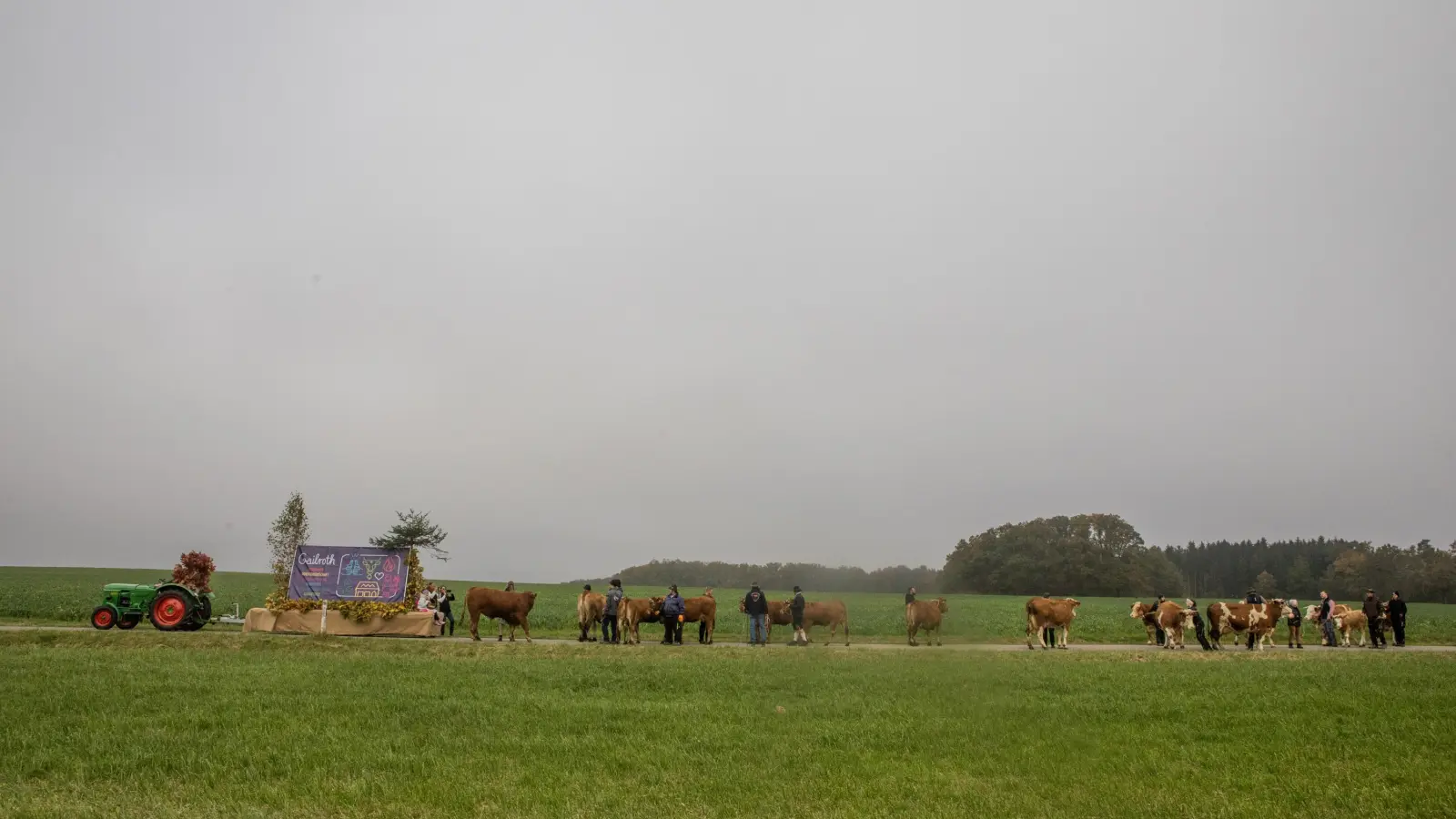 Ein paar Kühe auf flachem Land - so sieht der Almabtrieb in Gailroth aus. (Foto: Evi Lemberger)