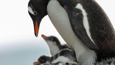 In der Antarktis leben Pinguin-Kolonien.  (Foto: John Weller/dpa)